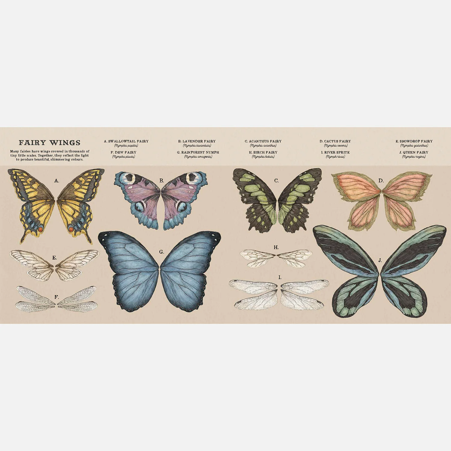 A Natural History Of Fairies - Image 4