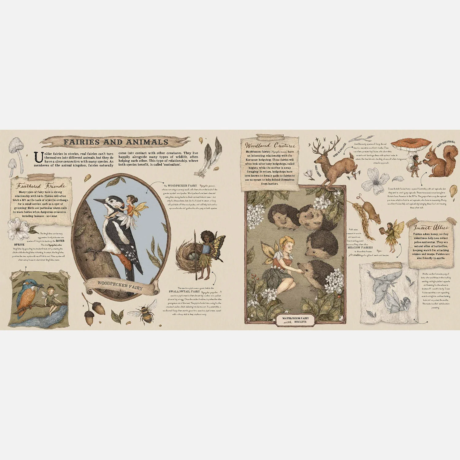 A Natural History Of Fairies - Image 5