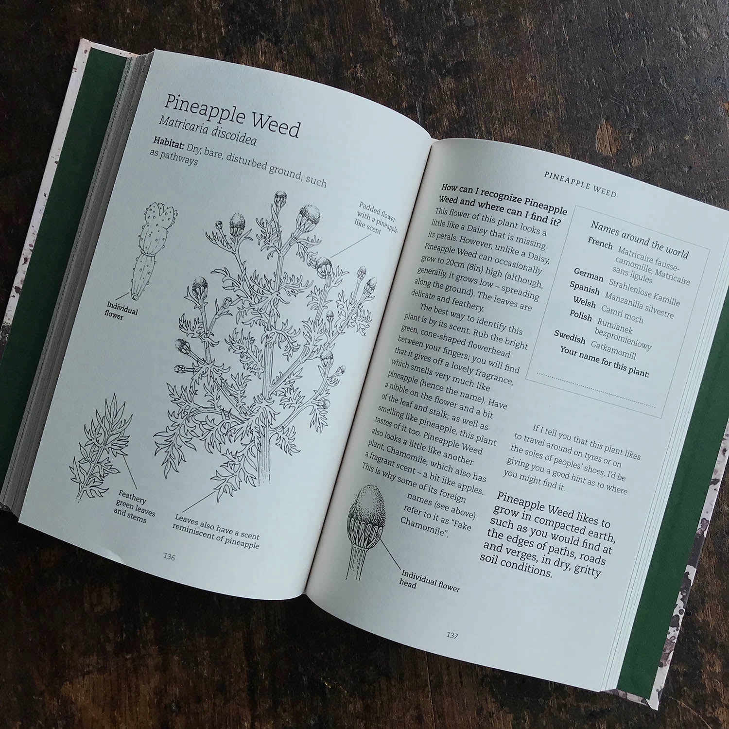 Foraging with Kids - Image 2