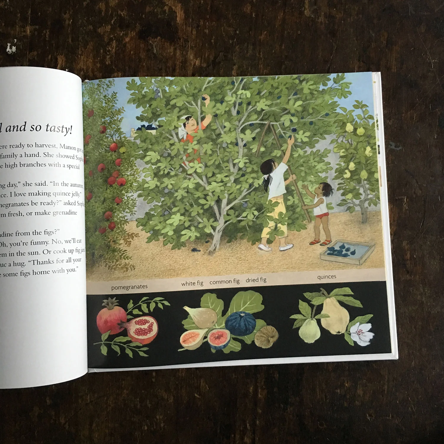 How Does My Fruit Grow? - Image 2