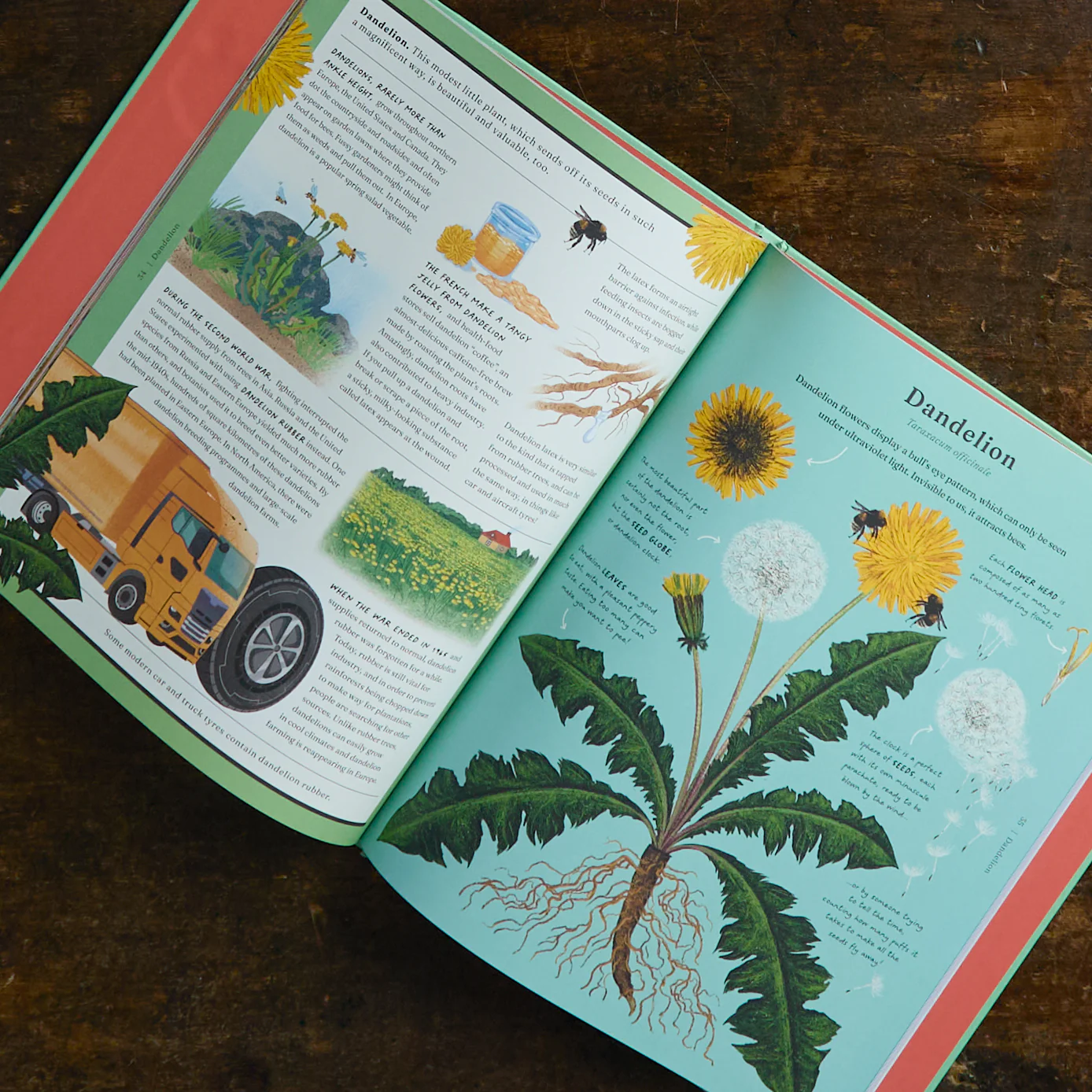 The Stuff that Stuff is Made of - Things We Make With Plants - Image 2