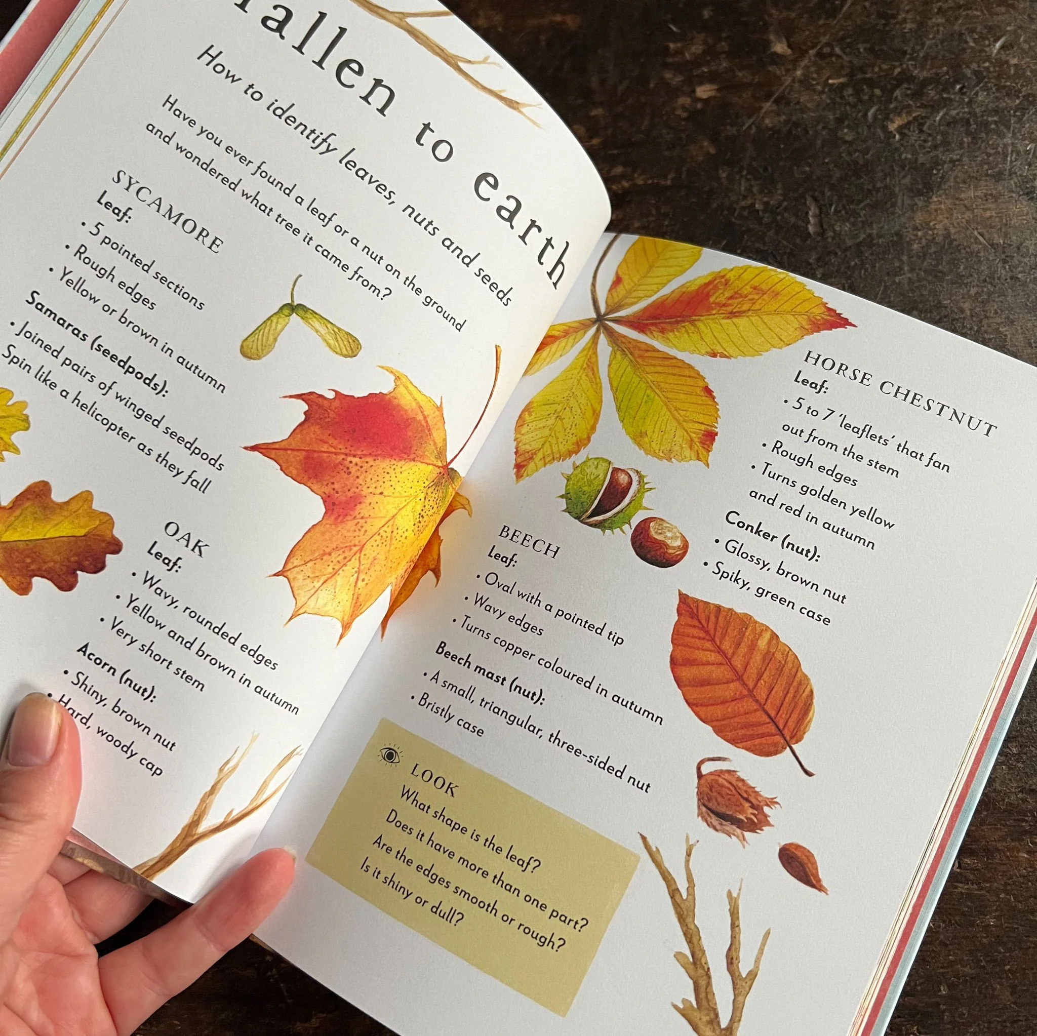 A Field Guide to Autumn, Play and Learn in Nature - Image 2