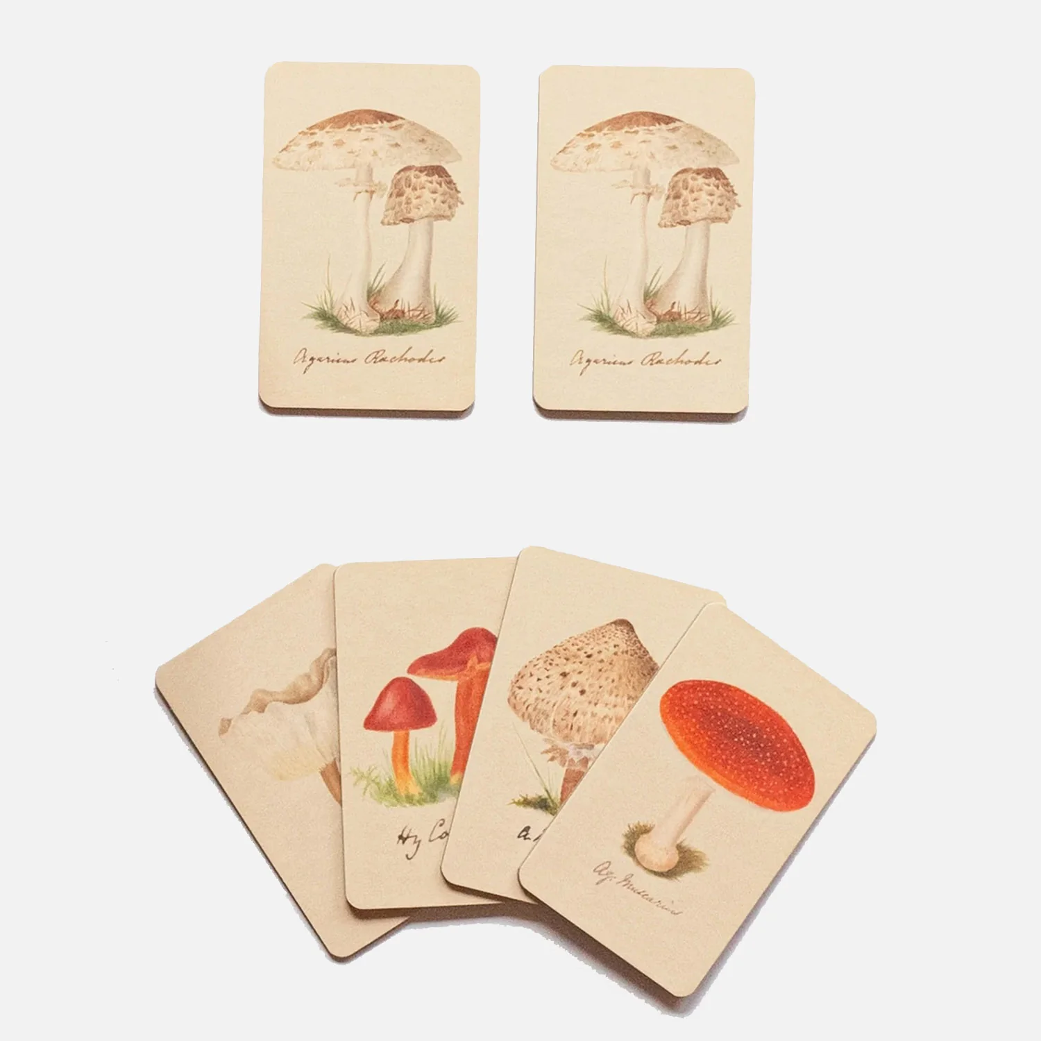 Memory Game - Fungi - Image 3