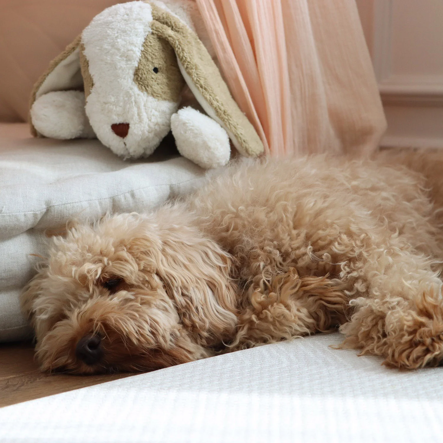 Cotton Small Dog - White/Beige - Image 4
